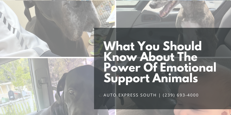 What You Should Know About The Power Of Emotional Support Animals